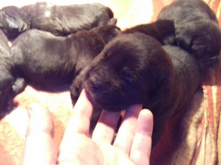 Cane-Corso---vrhunski-štenci-