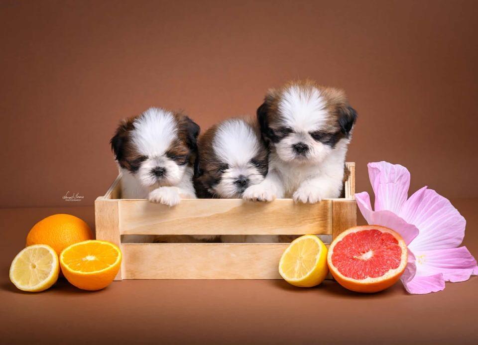 SHIH-TZU-štenci