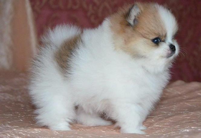 Pomeranski spic