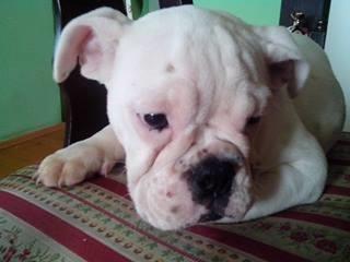 Buldog-engleski