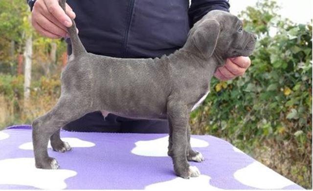 Cane-Corso