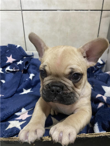 Francuski buldog štenci