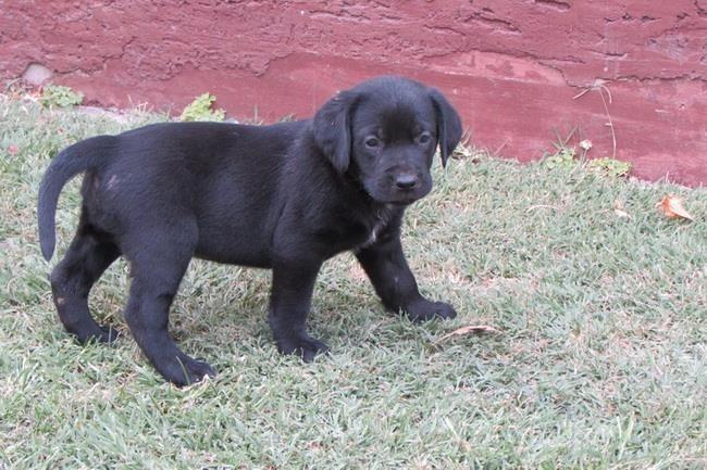 labrador-retriver-stenad