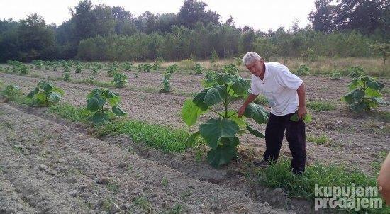 paulovnija semena i sadnice