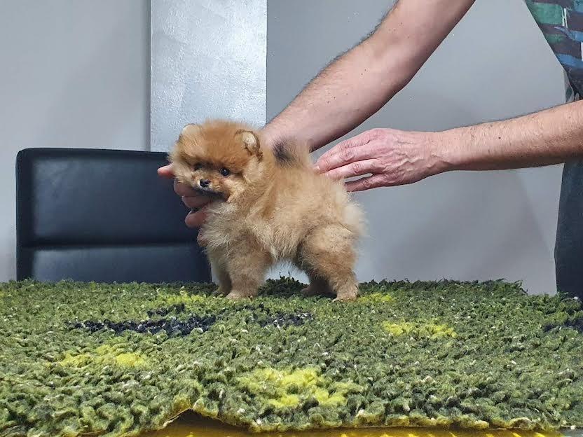 Pomeranac-