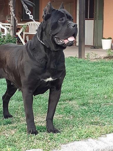 Cane-corso-štenci
