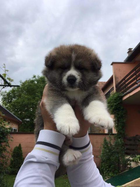 Akita-Inu--stenci