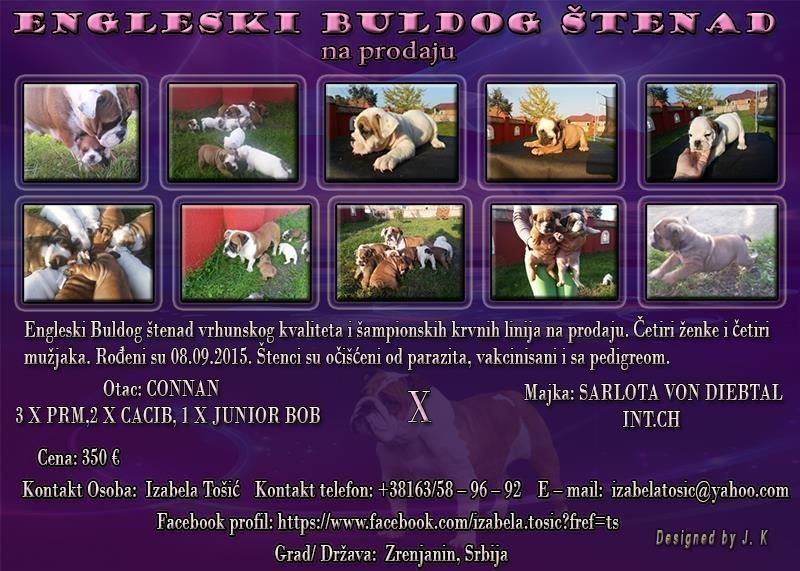 Engleski-Buldog-štenad-na-prodaju
