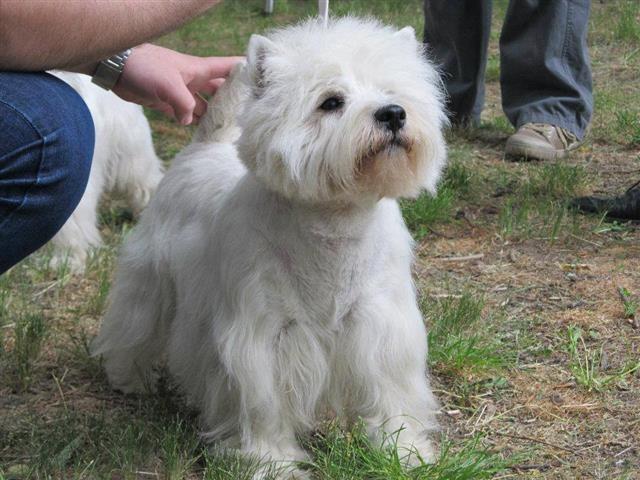 Westi-Terrier-vrhunski-štenci