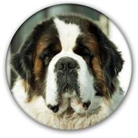 Kovachevkennel
