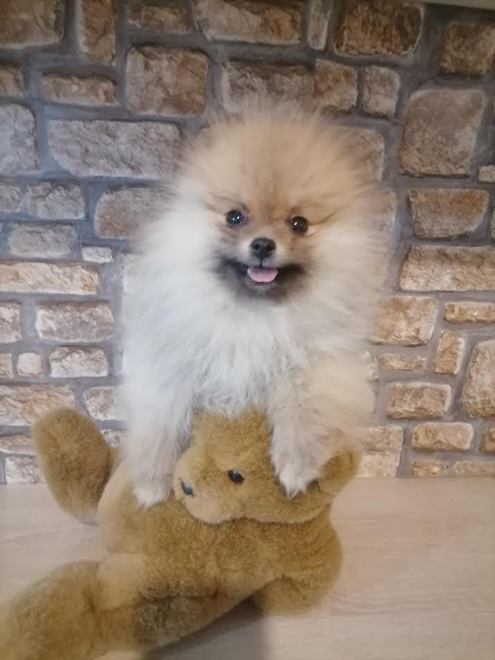 POMERANAC---prelepi-štenci-