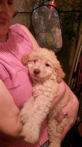 Lagotto-romagnolo