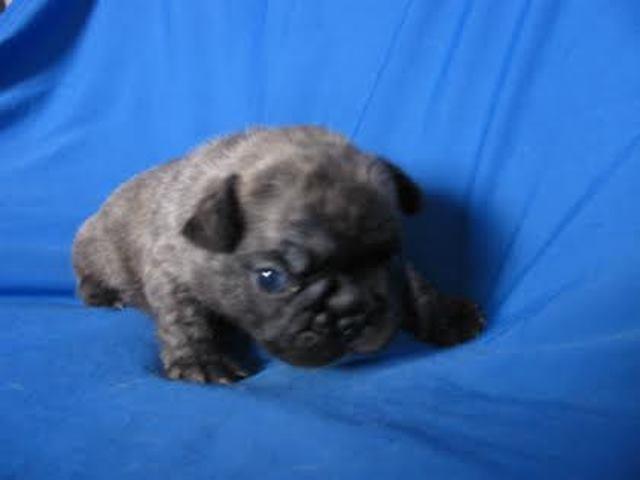 Francuski buldog