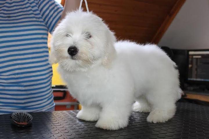 COTON-DE-TULEAR-stenci-samp-porekla