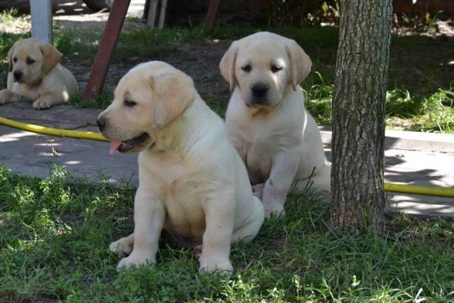 Labrador-retriver-stenci-odlicne-krvne-linij