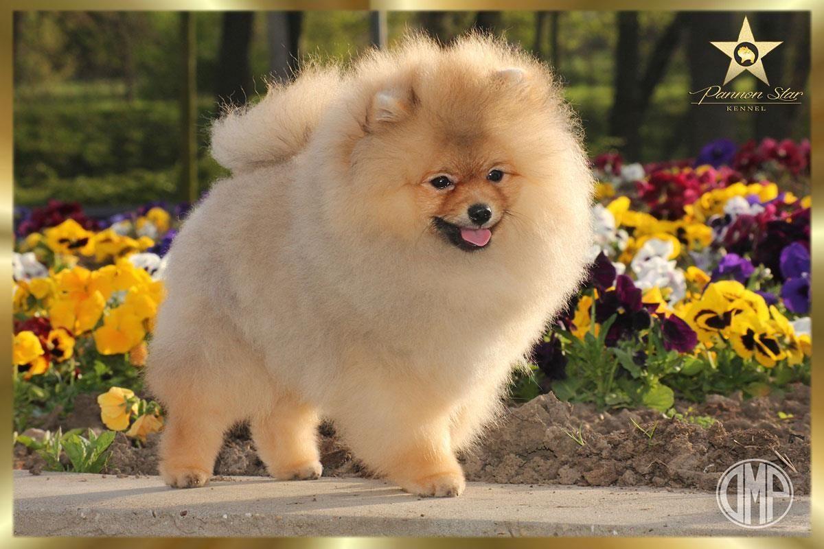 Pomeranski-spic