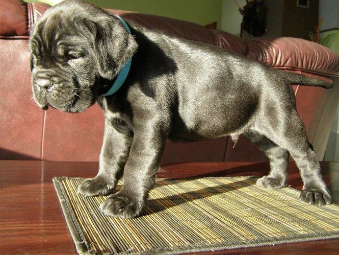 Prekrasne štene Cane Corso