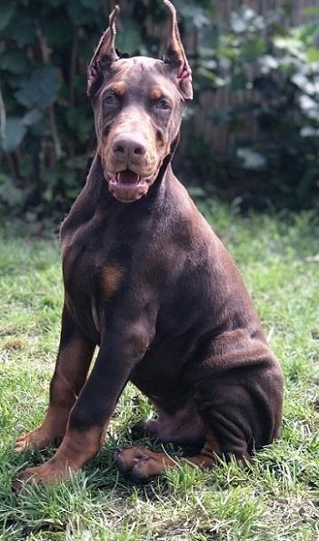 Doberman-štene--3-meseca--