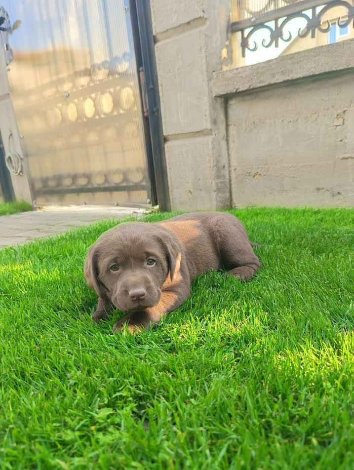 Labrador-retriver