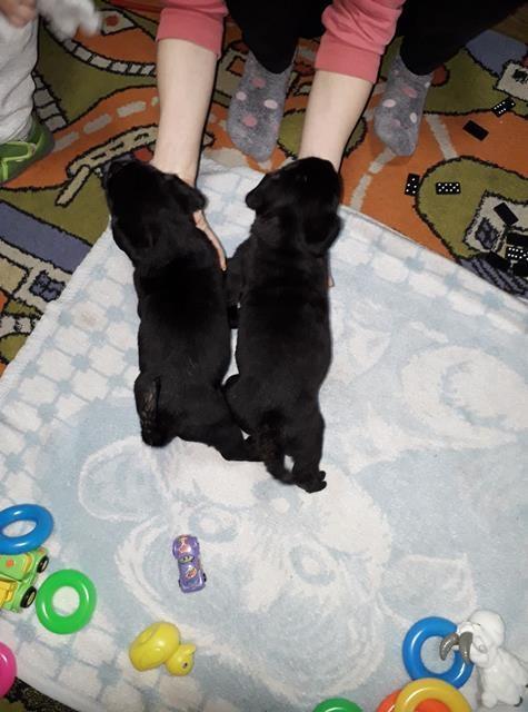 Stenci-CANE-CORSO-