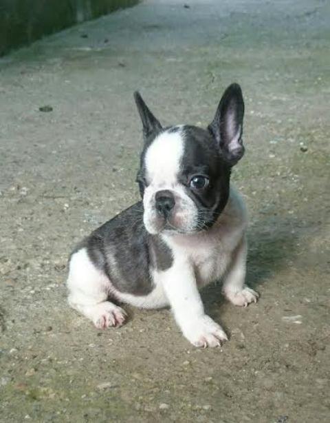 Francuski-Buldog-OD-KUĆE-DON