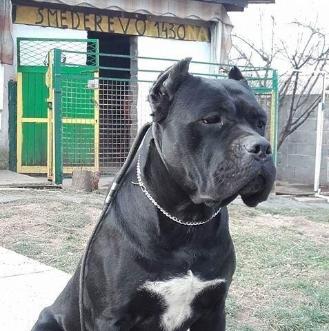 Cane-corso