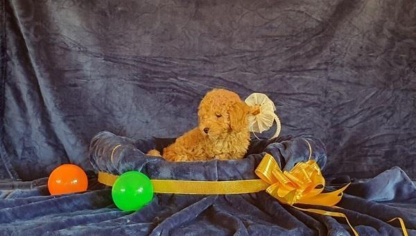 Mini-i-toy-pudle
