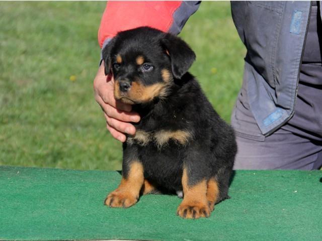 Rotweiler, vrhunsko leglo