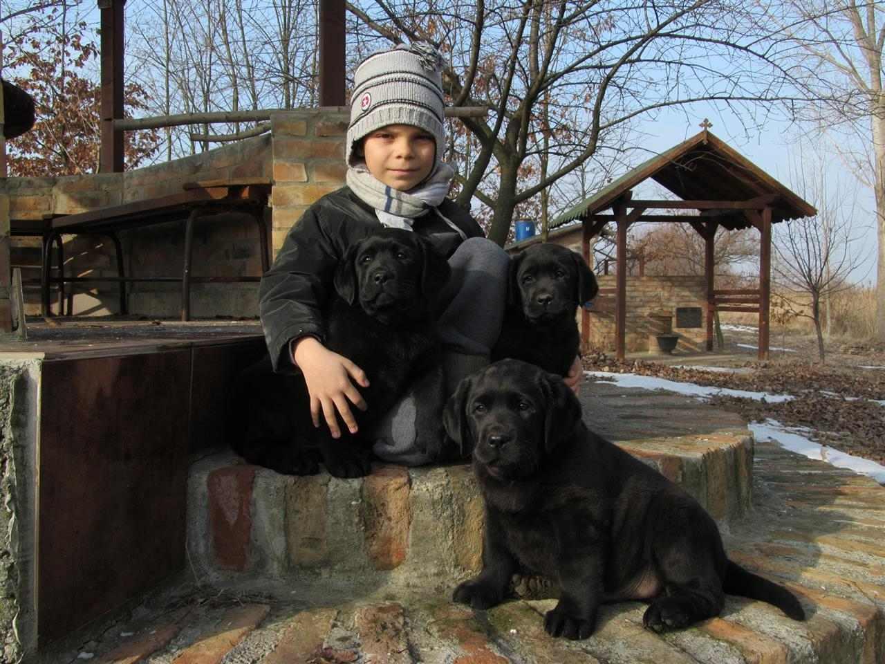 Izuzetna-stenad-Labrador-retrivera