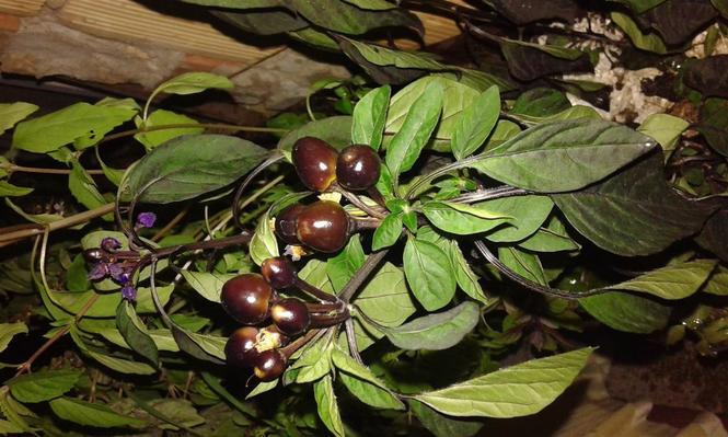 Chili Black pearl