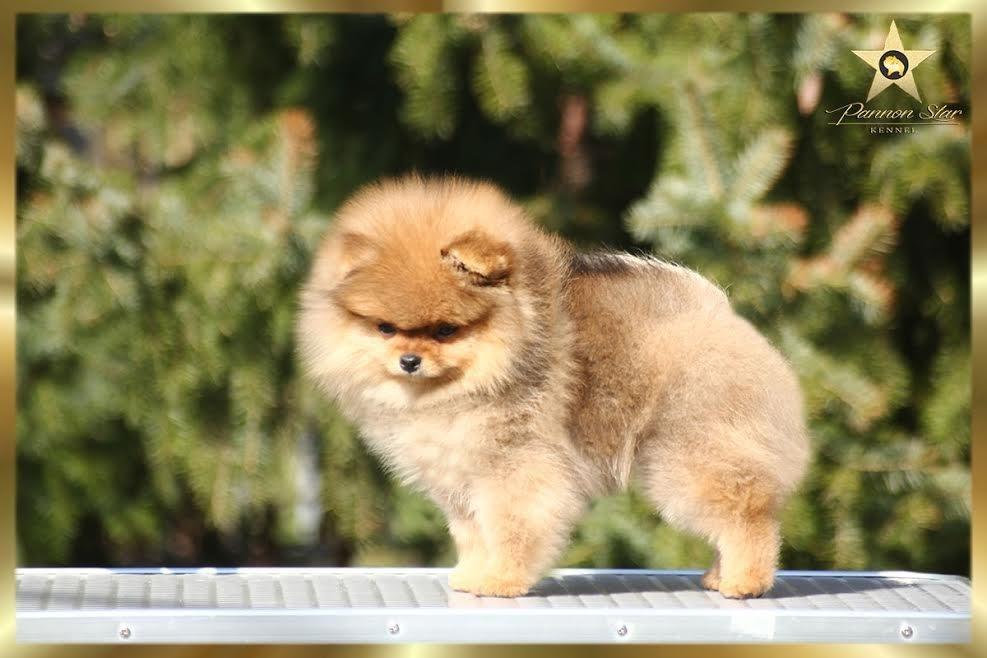 Pomeranski-spic
