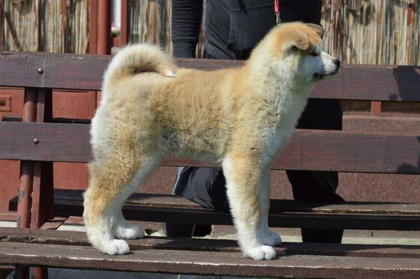Akita-Inu-