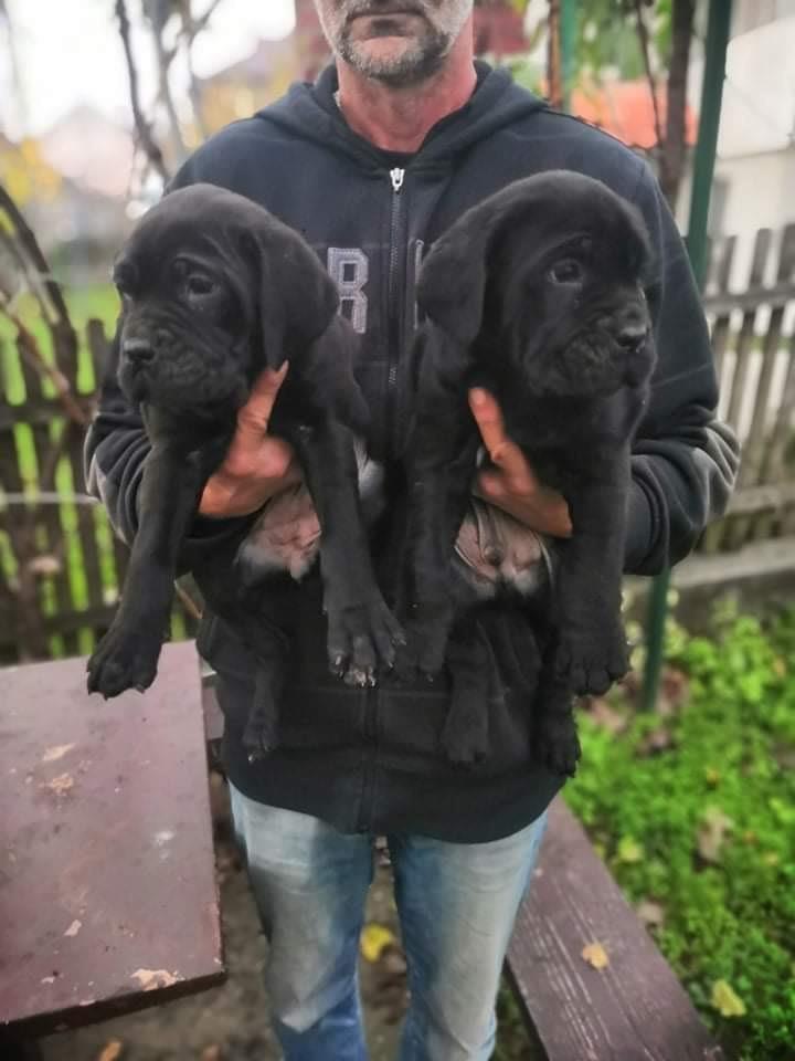 Cane-corso-štenci