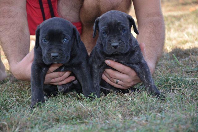 Cane-Corso--stenci