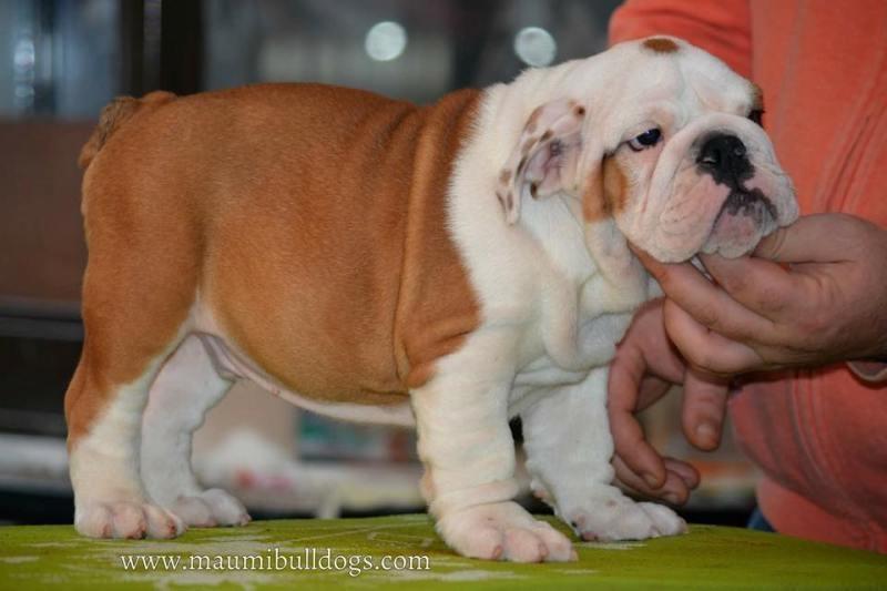 Engleski-buldog--