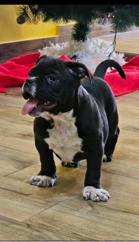 American-bully-micro-pocket