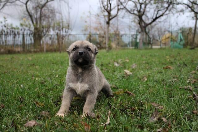 Turski-Kangal-štenci
