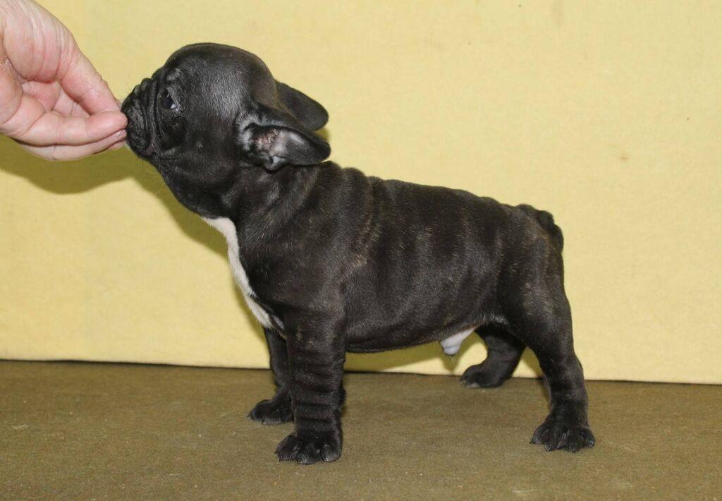 Francuski-Buldog