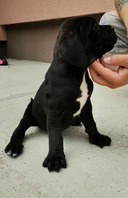 Cane-corso-stenci