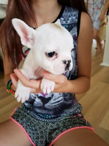 Francuski buldog