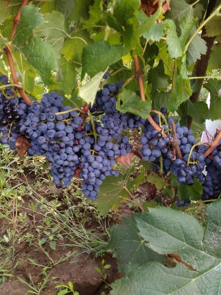 Domace-kvalitetno-vino