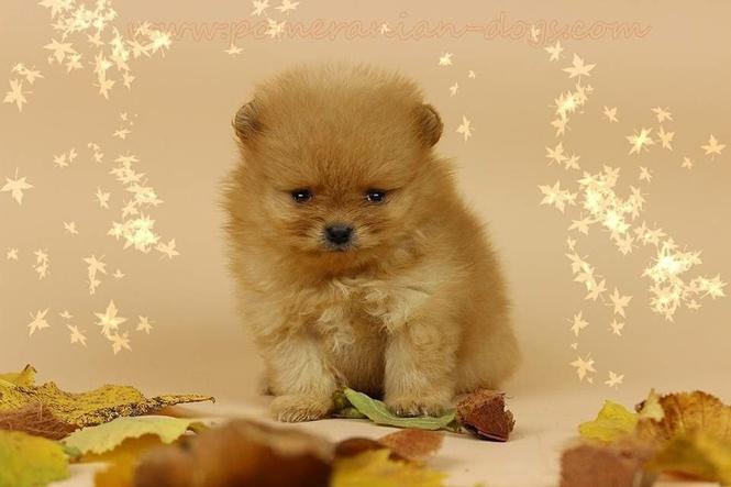 Pomeranski spic Boo stenci