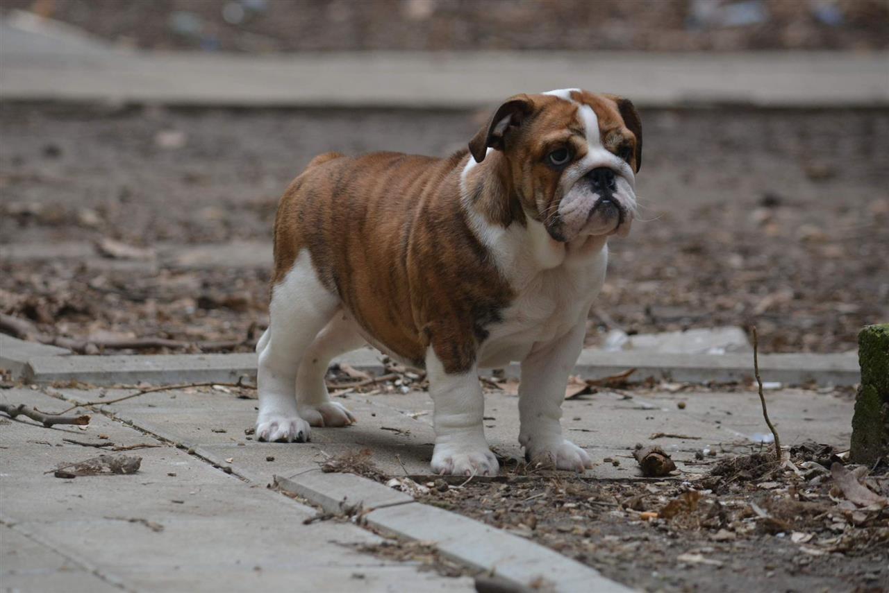 Engleski-buldog