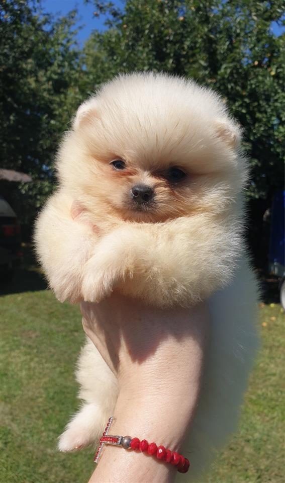 Pomeranac-boo