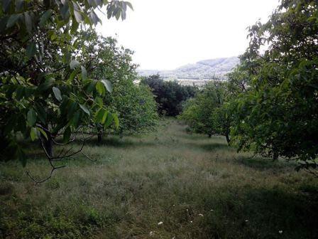 Plantaze-oraha-