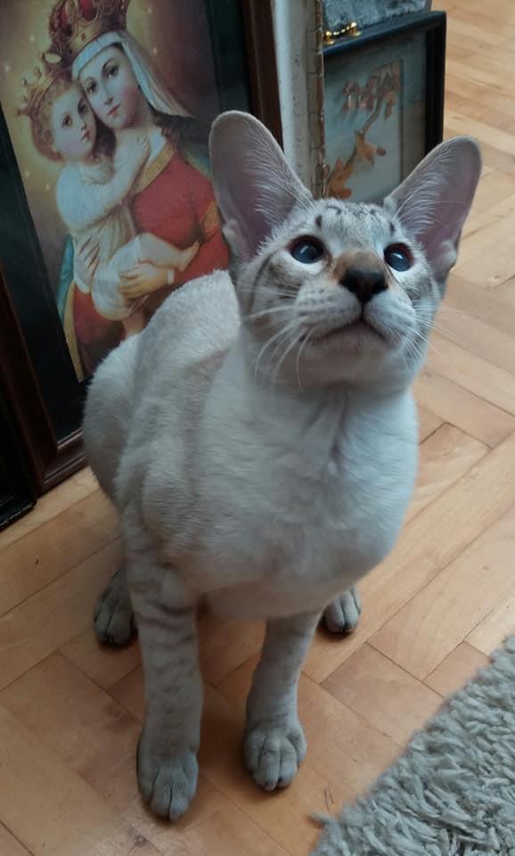 Siamese-chocolate-tabby-piont
