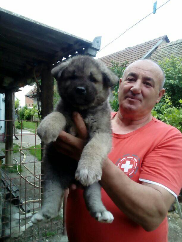 Američka-akita-štenci