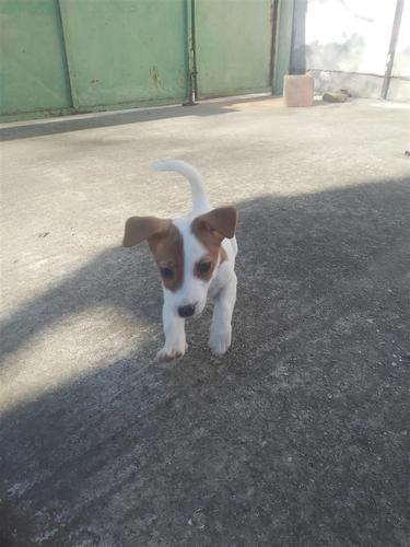 stenci jrt 