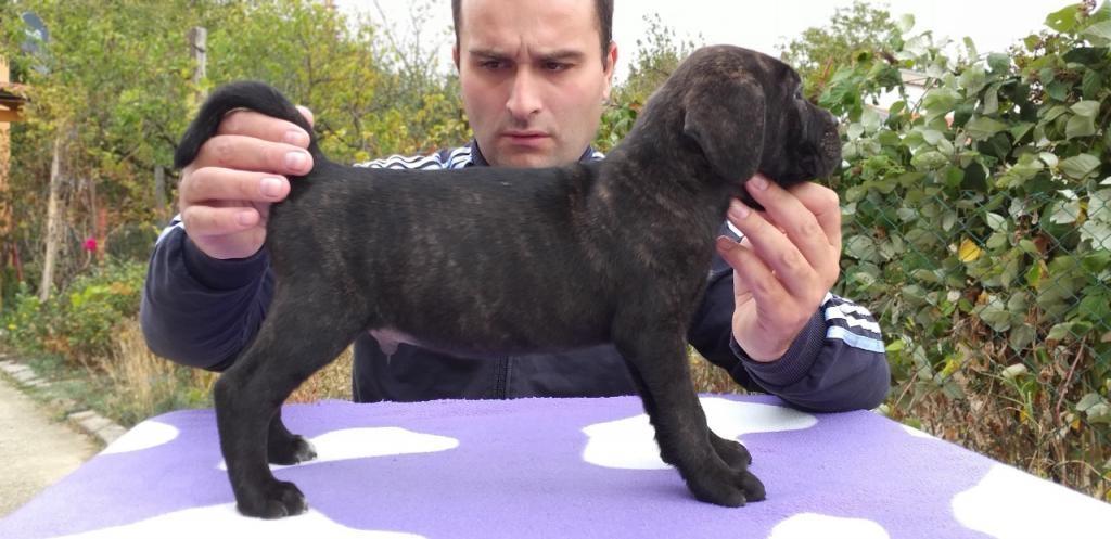 Cane-corso-štenci