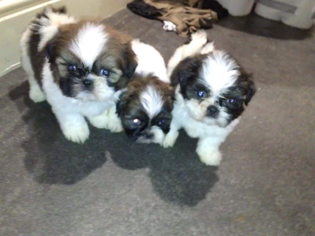 Prekrasni-Shih-Tzu-Pups
